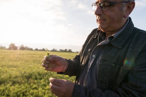Lentilles blondes de Saint-Flour